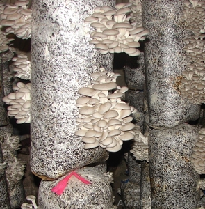 продам мицелий вешенки . консультации Кировоград