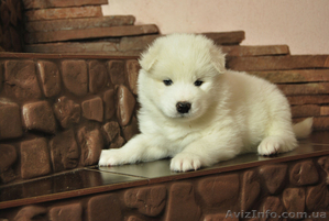 Предлагаются к продаже хорошие щенки самоедской собаки  - <ro>Изображение</ro><ru>Изображение</ru> #3, <ru>Объявление</ru> #828646
