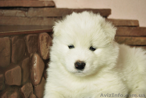 Предлагаются к продаже хорошие щенки самоедской собаки  - <ro>Изображение</ro><ru>Изображение</ru> #1, <ru>Объявление</ru> #828646