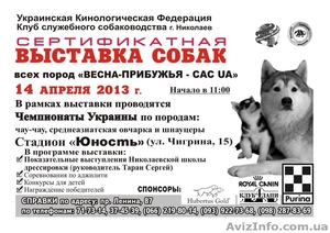 Сертификатная выствка собак! - <ro>Изображение</ro><ru>Изображение</ru> #1, <ru>Объявление</ru> #869758