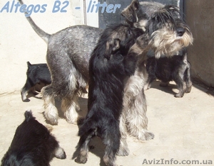 Миттельшнауцер,  щенки