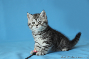 Продаются шотландские прямоухие котята и кошки - <ro>Изображение</ro><ru>Изображение</ru> #1, <ru>Объявление</ru> #921608