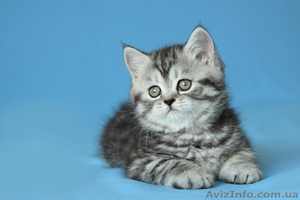 Продаются шотландские прямоухие котята и кошки - <ro>Изображение</ro><ru>Изображение</ru> #2, <ru>Объявление</ru> #921608