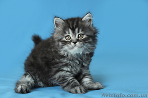 Продаются шотландские прямоухие котята и кошки - <ro>Изображение</ro><ru>Изображение</ru> #3, <ru>Объявление</ru> #921608