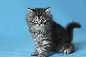 Продаются шотландские прямоухие котята и кошки - <ro>Изображение</ro><ru>Изображение</ru> #4, <ru>Объявление</ru> #921608