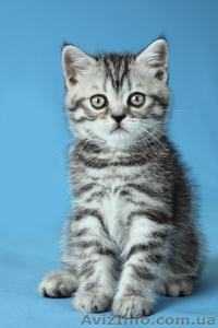 Продаются шотландские прямоухие котята и кошки - <ro>Изображение</ro><ru>Изображение</ru> #5, <ru>Объявление</ru> #921608