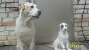 продам породистого щенка туркменского волкодава - <ro>Изображение</ro><ru>Изображение</ru> #4, <ru>Объявление</ru> #976834