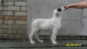 продам породистого щенка туркменского волкодава - <ro>Изображение</ro><ru>Изображение</ru> #2, <ru>Объявление</ru> #976834