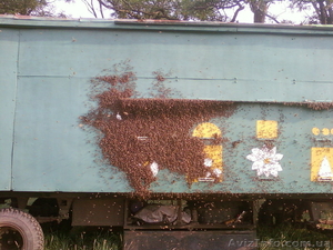 маточное молочко,  перга,  настойка восковой моли,  трутневое молочко