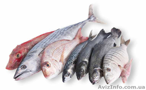 Продам рыбу и морепродукты оптом и в розницу в Николаеве - <ro>Изображение</ro><ru>Изображение</ru> #4, <ru>Объявление</ru> #1175846