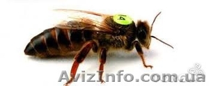 Продам пчеломаток карника