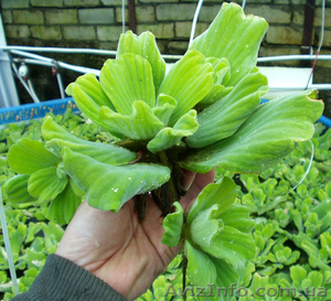 Продам пистия (водяной салат) растения для пруда - <ro>Изображение</ro><ru>Изображение</ru> #2, <ru>Объявление</ru> #1218845