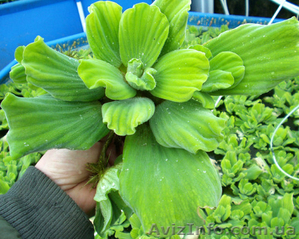 Продам пистия (водяной салат) растения для пруда - <ro>Изображение</ro><ru>Изображение</ru> #3, <ru>Объявление</ru> #1218845