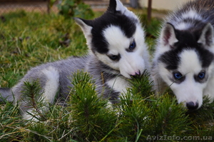 Малыши сибирский хаски