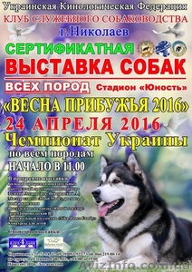 Выставка собак всех пород "Весна Прибужья 2016" - <ro>Изображение</ro><ru>Изображение</ru> #1, <ru>Объявление</ru> #1401412