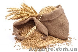 Компания ДОРОГО купит на элеваторах, с поля, в хозяйствах пшеницу, рапс, ячмень, - <ro>Изображение</ro><ru>Изображение</ru> #1, <ru>Объявление</ru> #1468051