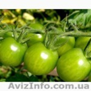 Продам зеленый помидор Опт - <ro>Изображение</ro><ru>Изображение</ru> #1, <ru>Объявление</ru> #1476745