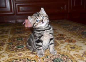 Шотландский любознательный котенок - <ro>Изображение</ro><ru>Изображение</ru> #1, <ru>Объявление</ru> #1511519