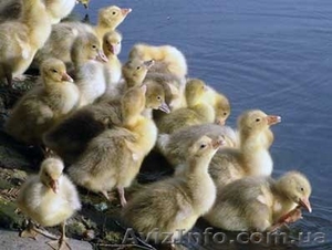 гусята  датский легарт