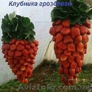 Продам рассаду клубники и малины