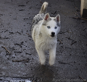 Щенки сибирский хаски.