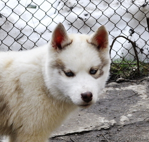 Щенки хаски,  питомник КСУ.
