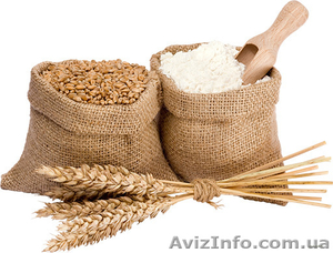 Куплю пшеницу в Николаеве и области - <ro>Изображение</ro><ru>Изображение</ru> #2, <ru>Объявление</ru> #1623941
