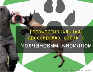 Профессиональная дрессировка собак в Николаеве - <ro>Изображение</ro><ru>Изображение</ru> #1, <ru>Объявление</ru> #1625589