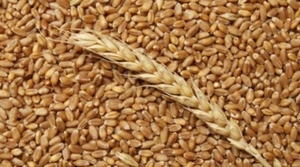 Закупка озимой пшеницы твердых сортов (Durum) - <ro>Изображение</ro><ru>Изображение</ru> #1, <ru>Объявление</ru> #1645390