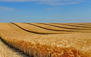Агробизнес Украины плюс 2021 - актуальный база данных по сельскому хозяйству - <ro>Изображение</ro><ru>Изображение</ru> #3, <ru>Объявление</ru> #1704111