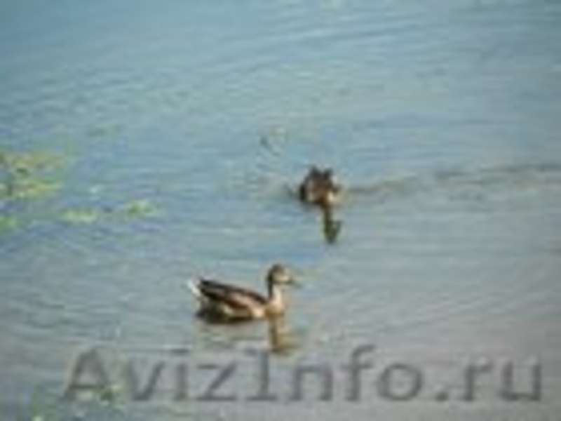 Николаев походы пешие туристические по Николаевской области - <ro>Изображение</ro><ru>Изображение</ru> #10, <ru>Объявление</ru> #1059925