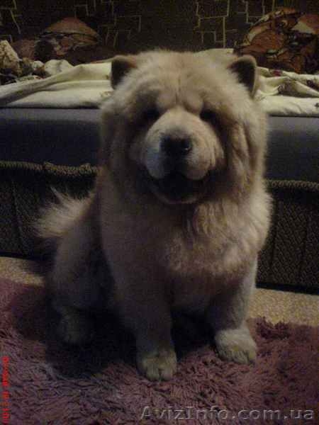 Продам ЧАУ-ЧАУ, цинковый цвет, с родословной - <ro>Изображение</ro><ru>Изображение</ru> #3, <ru>Объявление</ru> #30781