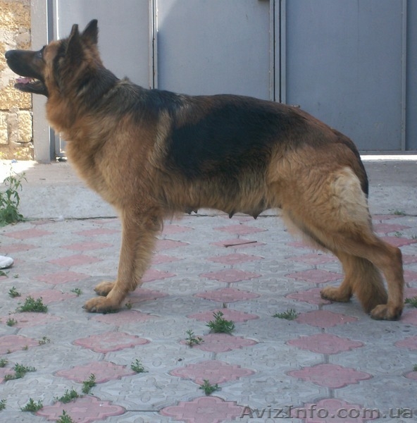Отличные щенки немецкой овчарки - <ro>Изображение</ro><ru>Изображение</ru> #3, <ru>Объявление</ru> #43083