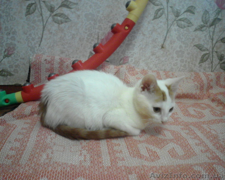 котенок маленький 3 месяца - <ro>Изображение</ro><ru>Изображение</ru> #2, <ru>Объявление</ru> #44902