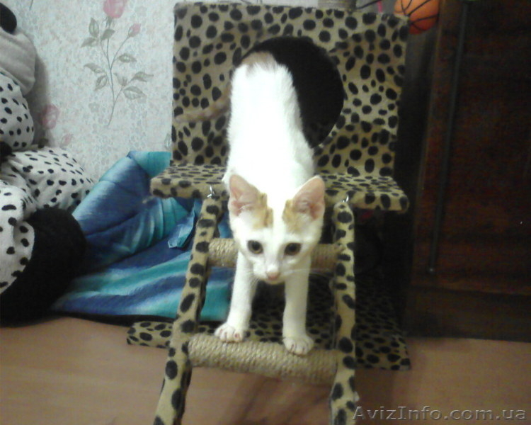 котенок маленький 3 месяца - <ro>Изображение</ro><ru>Изображение</ru> #1, <ru>Объявление</ru> #44902