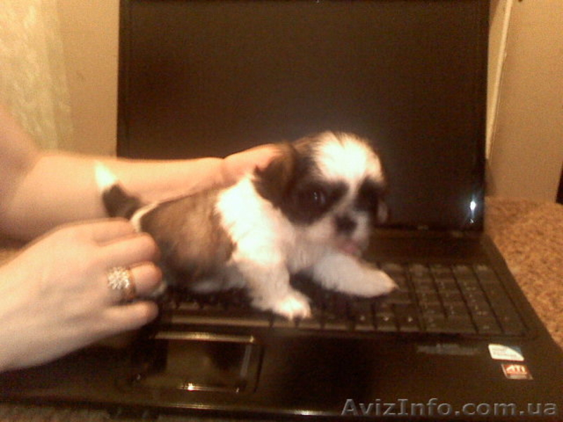 Продам щенков Шит-цу - <ro>Изображение</ro><ru>Изображение</ru> #4, <ru>Объявление</ru> #50309