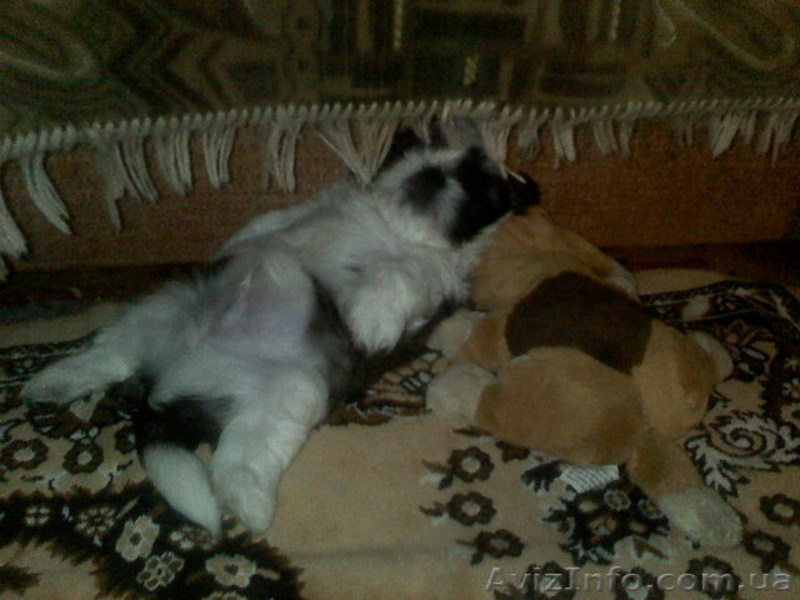 Продам щенков Шит-цу - <ro>Изображение</ro><ru>Изображение</ru> #3, <ru>Объявление</ru> #50309