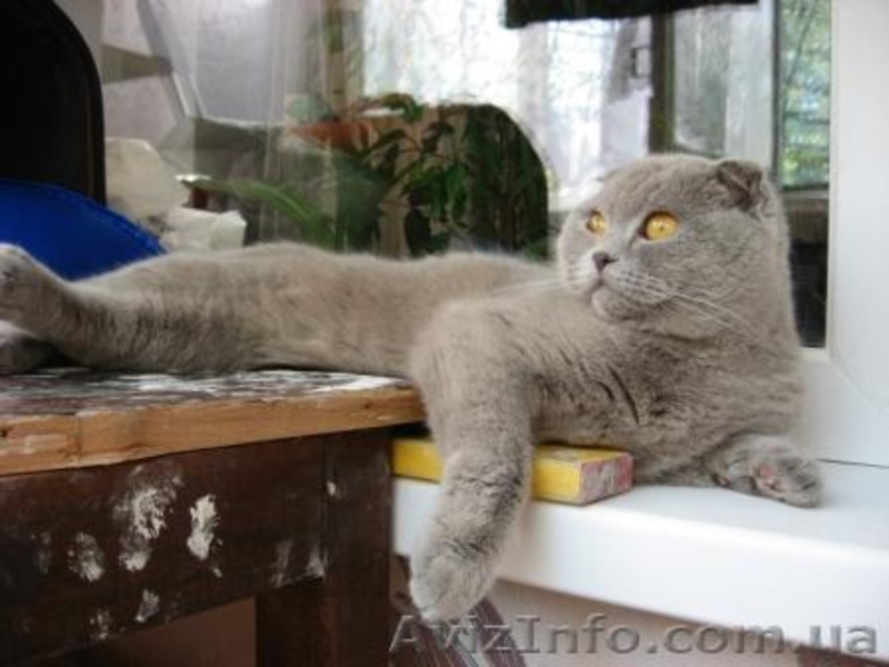 шотландские прямоухие котята - <ro>Изображение</ro><ru>Изображение</ru> #3, <ru>Объявление</ru> #54998