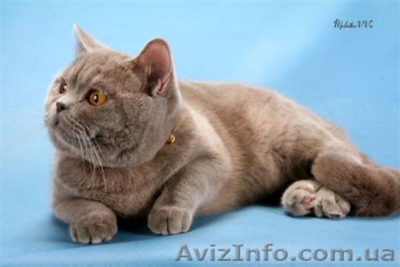 шотландские прямоухие котята - <ro>Изображение</ro><ru>Изображение</ru> #4, <ru>Объявление</ru> #54998