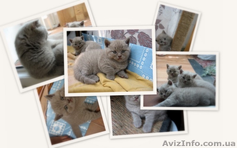 шотландские прямоухие котята - <ro>Изображение</ro><ru>Изображение</ru> #5, <ru>Объявление</ru> #54998