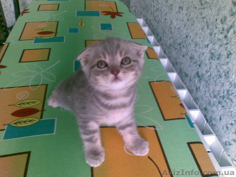 шотландские котята - <ro>Изображение</ro><ru>Изображение</ru> #3, <ru>Объявление</ru> #54740