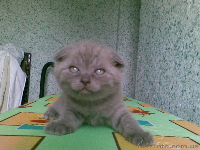 шотландские котята - <ro>Изображение</ro><ru>Изображение</ru> #4, <ru>Объявление</ru> #54740