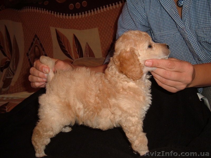 той пудельки щенки - <ro>Изображение</ro><ru>Изображение</ru> #3, <ru>Объявление</ru> #84909