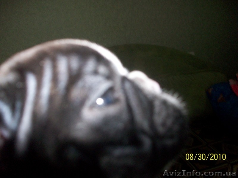 продам щеночков французского бульда - <ro>Изображение</ro><ru>Изображение</ru> #3, <ru>Объявление</ru> #74971