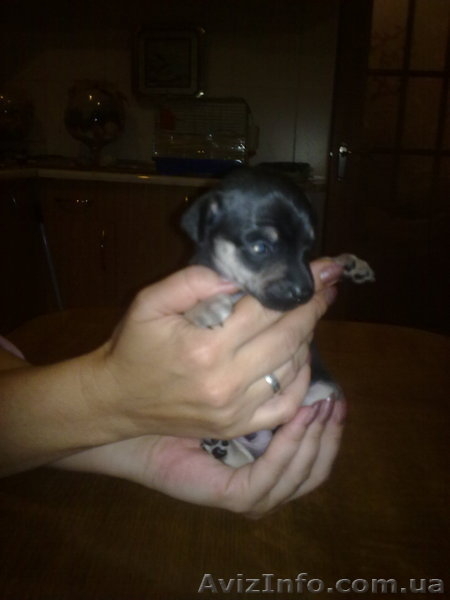 щенок той-терьера - <ro>Изображение</ro><ru>Изображение</ru> #4, <ru>Объявление</ru> #61460