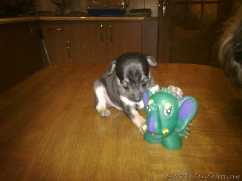 щенок той-терьера - <ro>Изображение</ro><ru>Изображение</ru> #5, <ru>Объявление</ru> #61460