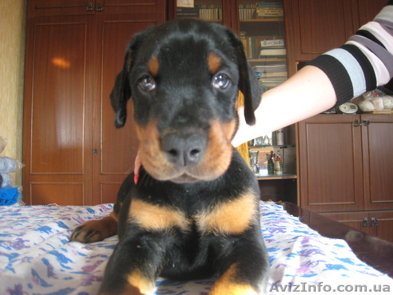 щенки добермана - <ro>Изображение</ro><ru>Изображение</ru> #5, <ru>Объявление</ru> #122725