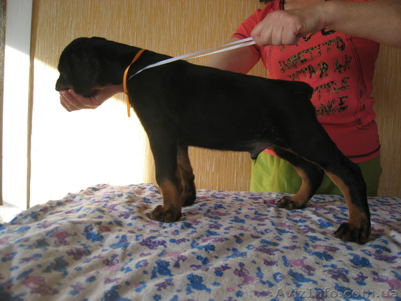 щенки добермана - <ro>Изображение</ro><ru>Изображение</ru> #3, <ru>Объявление</ru> #122725