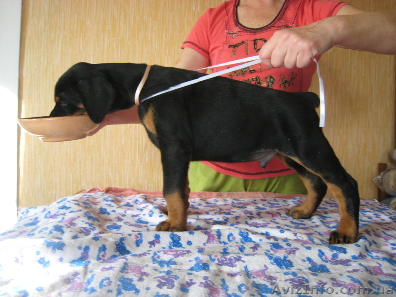 щенки добермана - <ro>Изображение</ro><ru>Изображение</ru> #4, <ru>Объявление</ru> #122725