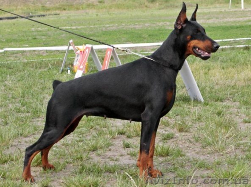 щенок добермана - <ro>Изображение</ro><ru>Изображение</ru> #9, <ru>Объявление</ru> #135895